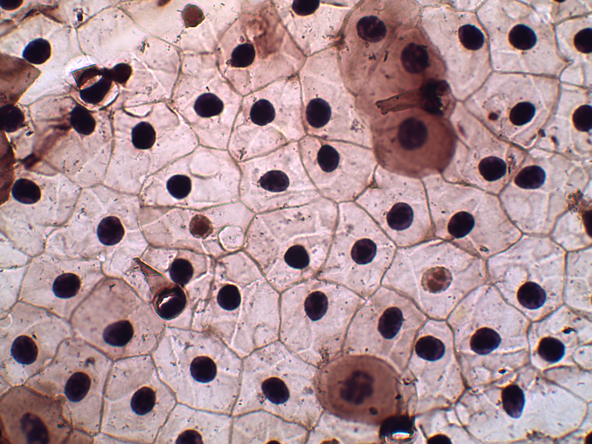 Cellules